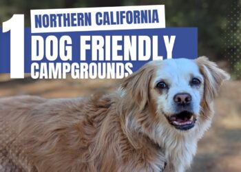 11 Northern California Dog Friendly Campgrounds
