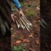 Survival bushcraft Skills #survival #camping #lifehacks #outdoors #bushcraft #shorts #skills #ideas